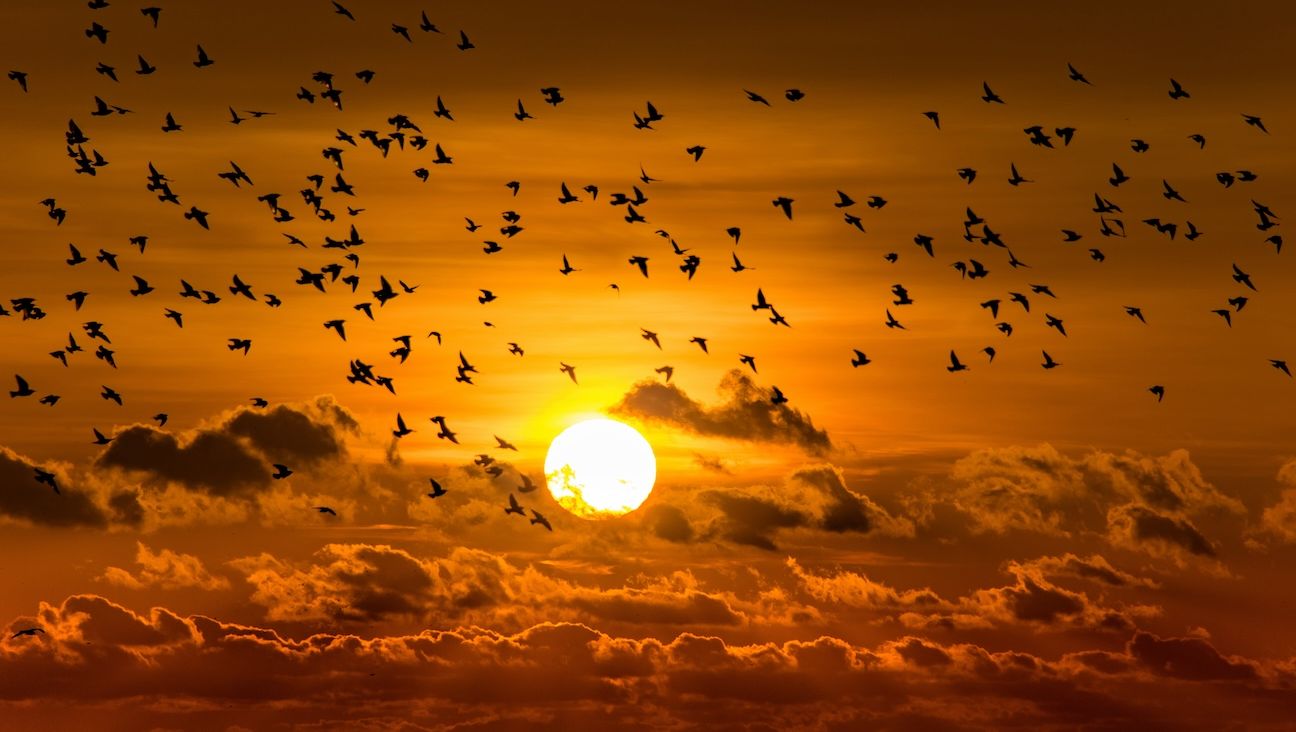 Starling murmuration