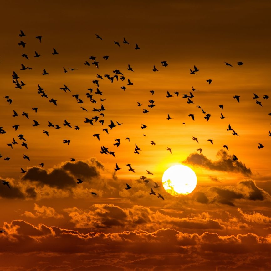 Starling murmuration