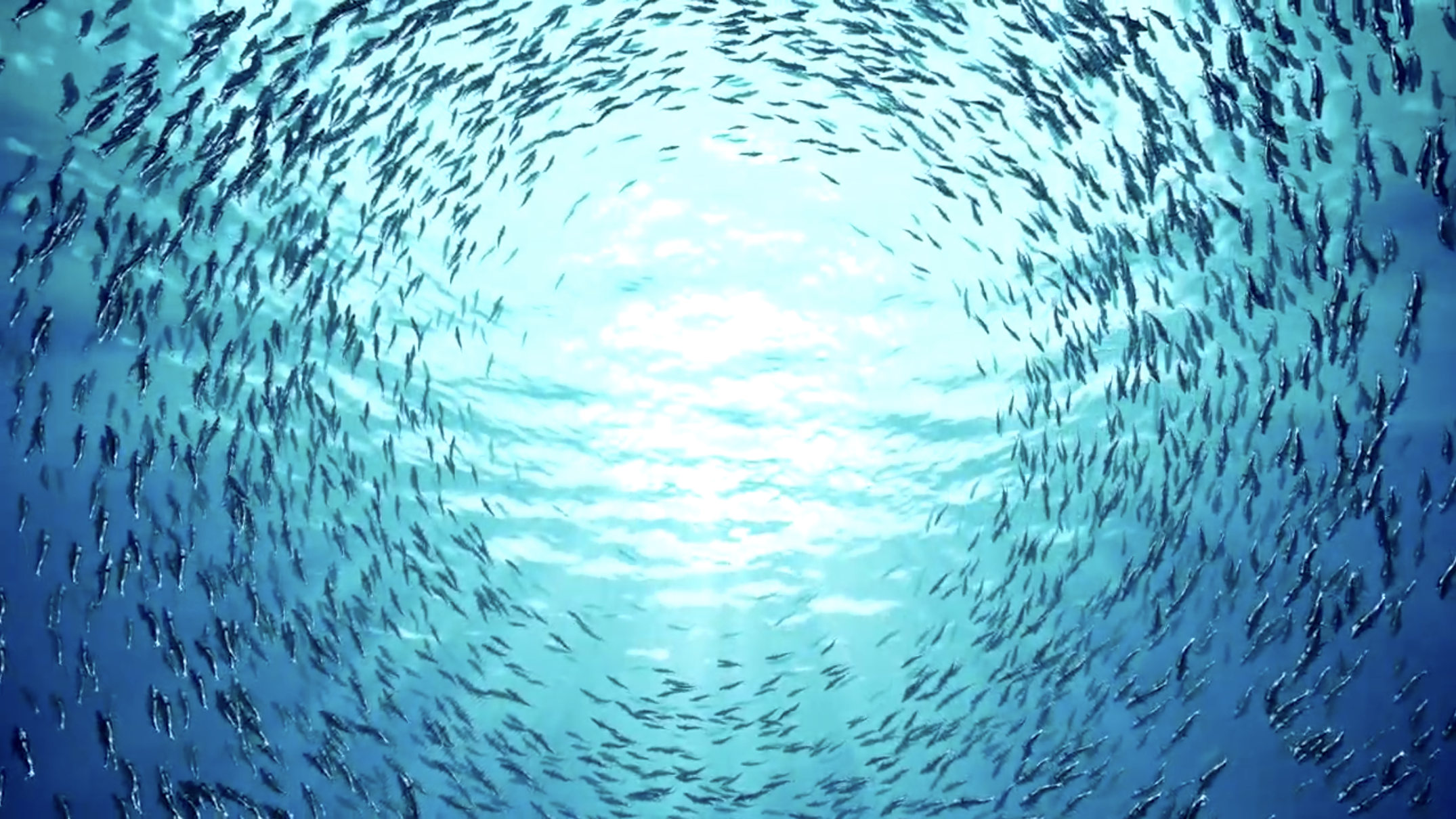 Shoal of fish